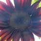 Red Sunflower Seeds.
