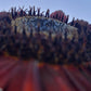 Red Sunflower Seeds.