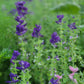 Blue Monday Salvia Seeds.