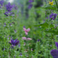 Blue Monday Salvia Seeds.