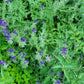 Blue Monday Salvia Seeds.