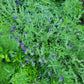 Blue Monday Salvia Seeds.