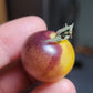 Blue Cream Cherry Tomato Seeds.