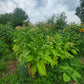 Walkers Tobacco. Nicotiana tabacum Seeds.