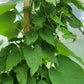 Red Leaf He Shou Wu Live Plant - Polygonum multiflorum.