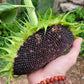 Hopi Dye Sunflower Seeds.  Tceqa' Qu' Si