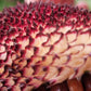 Hopi Dye Sunflower Seeds.  Tceqa' Qu' Si