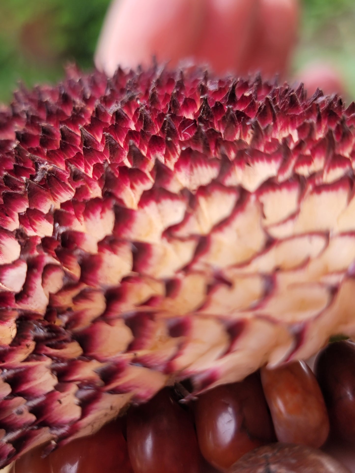 Hopi Dye Sunflower Seeds.  Tceqa' Qu' Si