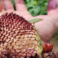 Hopi Dye Sunflower Seeds.  Tceqa' Qu' Si