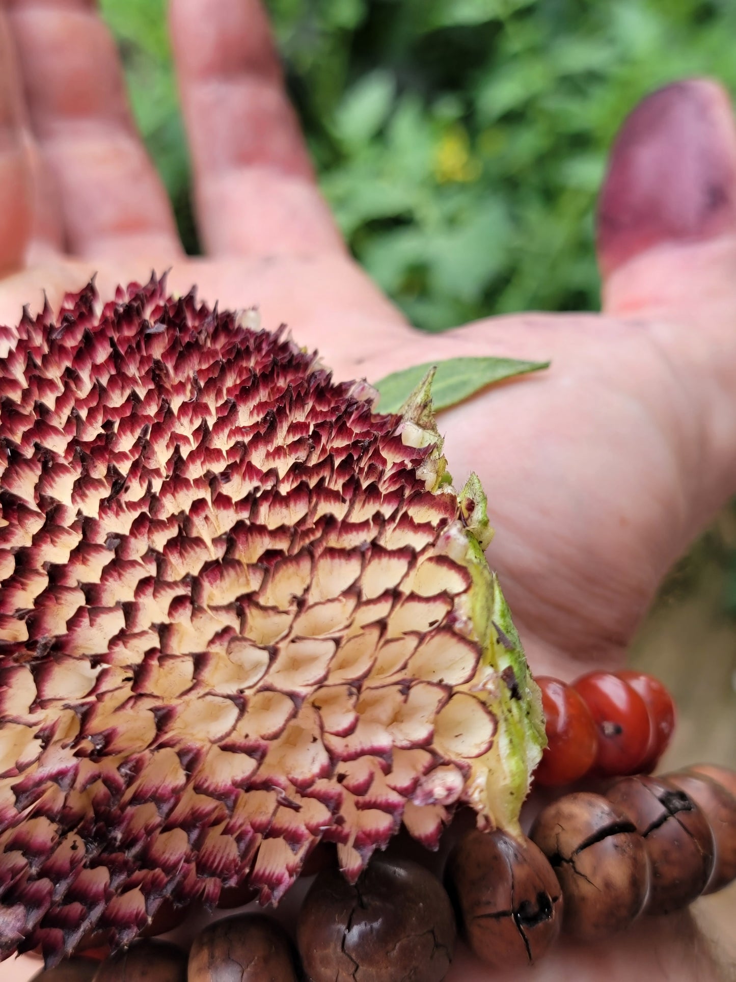 Hopi Dye Sunflower Seeds.  Tceqa' Qu' Si