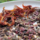 Hopi Dye Sunflower Seeds.  Tceqa' Qu' Si