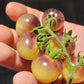 Blue Cream Cherry Tomato Seeds.