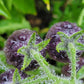 Blue Cream Cherry Tomato Seeds.