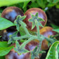 Blue Cream Cherry Tomato Seeds.