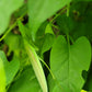 Red Leaf He Shou Wu Live Plant - Polygonum multiflorum.