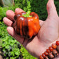 Chocolate Pinstripe Pepper Seeds.
