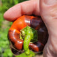Chocolate Pinstripe Pepper Seeds.