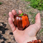 Chocolate Pinstripe Pepper Seeds.