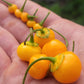 Aji Charapita x Scotch Bonnet F2 Seeds.
