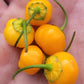 Aji Charapita x Scotch Bonnet F2 Seeds.