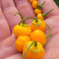 Aji Charapita x Scotch Bonnet F2 Seeds.