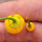 Aji Charapita x Scotch Bonnet F2 Seeds.