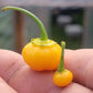 Aji Charapita x Scotch Bonnet F2 Seeds.