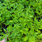 Live Plant. Aji Charapita Pepper.
