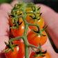 Currant Tomato Seeds - Solanum pimpinellifolium.