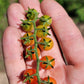 Currant Tomato Seeds - Solanum pimpinellifolium.