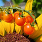 Currant Tomato Seeds - Solanum pimpinellifolium.