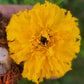 African Marigold Seeds - Crackerjack variety.