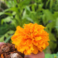 African Marigold Seeds - Crackerjack variety.