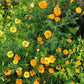 African Marigold Seeds - Crackerjack variety.
