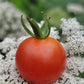 Super Sweet 100 Tomato Seeds.