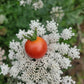 Super Sweet 100 Tomato Seeds.