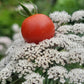 Super Sweet 100 Tomato Seeds.
