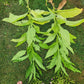 Walkers Tobacco. Nicotiana tabacum Seeds.
