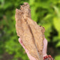 Walkers Tobacco. Nicotiana tabacum Seeds.