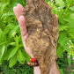 Walkers Tobacco. Nicotiana tabacum Seeds.