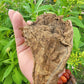 Walkers Tobacco. Nicotiana tabacum Seeds.
