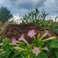 Walkers Tobacco. Nicotiana tabacum Seeds.