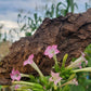 Walkers Tobacco. Nicotiana tabacum Seeds.