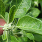 Ashwagandha Seeds - Withania somnifera.