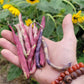 Cherokee Trail of Tears Bean Seeds.