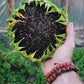 Hopi Dye Sunflower Seeds.  Tceqa' Qu' Si