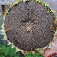 Mammoth Sunflower Seeds.