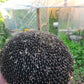 Hopi Dye Sunflower Seeds.  Tceqa' Qu' Si