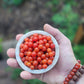 Currant Tomato Seeds - Solanum pimpinellifolium.