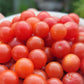 Currant Tomato Seeds - Solanum pimpinellifolium.